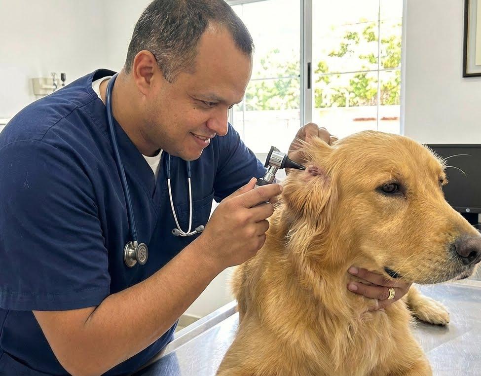 Veterinario sonriendo con un gato